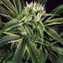 Amnesia No.7 Feminized Marijuana Strain by Exotic Seeds For Sale Online at Cannabis Seeds Outlet