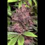 Black Haze Auto Female Exotic Cannabis Seeds