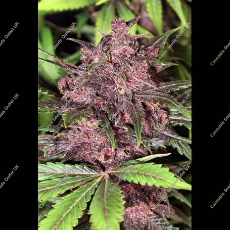 Black Haze Auto Feminized Marijuana Strain by Exotic Seeds For Sale Online at Cannabis Seeds Outlet