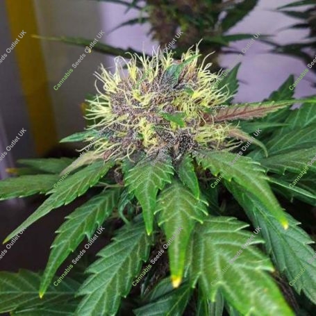 Black Lemon Auto Feminized Marijuana Strain by Exotic Seeds For Sale Online at Cannabis Seeds Outlet