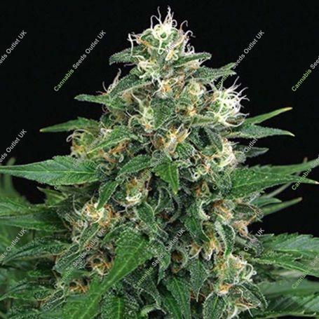 Blue Monkey Feminized Marijuana Strain by Exotic Seeds For Sale Online at Cannabis Seeds Outlet