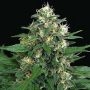 Blue Monkey Feminized Marijuana Strain by Exotic Seeds For Sale Online at Cannabis Seeds Outlet