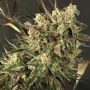 Exotic Colours Female Exotic Cannabis Weed Seeds