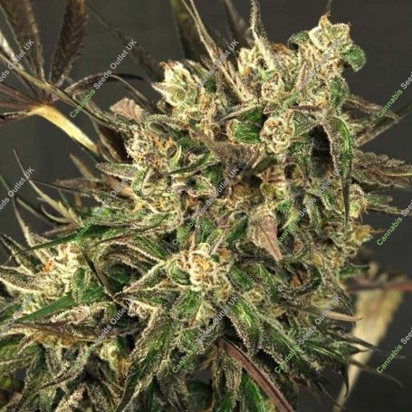 Exotic Colours Feminized Marijuana Strain by Exotic Seeds For Sale Online at Cannabis Seeds Outlet