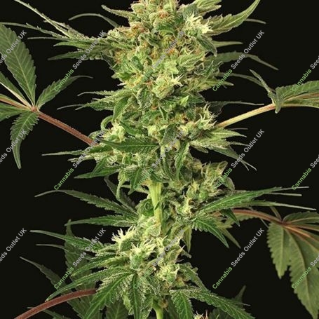 Devil Kush Regular Marijuana Strain by Exotic Seeds For Sale Online at Cannabis Seeds Outlet