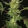 Devil Kush Regular Marijuana Strain by Exotic Seeds For Sale Online at Cannabis Seeds Outlet