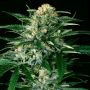 Gipsy Widow Female Exotic Cannabis Seeds