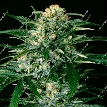 Gipsy Widow Feminized Marijuana Strain by Exotic Seeds For Sale Online at Cannabis Seeds Outlet