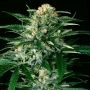 Gipsy Widow Feminized Marijuana Strain by Exotic Seeds For Sale Online at Cannabis Seeds Outlet