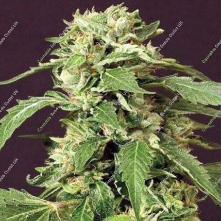 Tai Feminized Marijuana Strain by Exotic Seeds For Sale Online at Cannabis Seeds Outlet