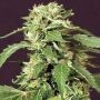 Tai Feminized Marijuana Strain by Exotic Seeds For Sale Online at Cannabis Seeds Outlet