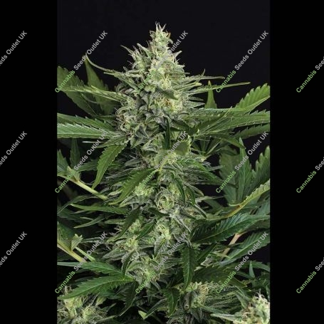 Green Gummy Auto Feminized Marijuana Strain by Exotic Seeds For Sale Online at Cannabis Seeds Outlet