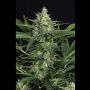 Green Gummy Auto Feminized Marijuana Strain by Exotic Seeds For Sale Online at Cannabis Seeds Outlet