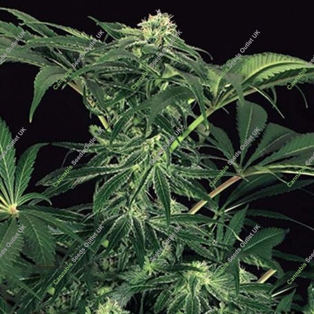 Green Gummy Feminized Marijuana Strain by Exotic Seeds For Sale Online at Cannabis Seeds Outlet