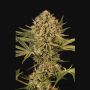 Herz OG Female Exotic Cannabis Weed Seeds