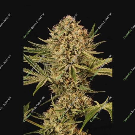 Herz OG Feminized Marijuana Strain by Exotic Seeds For Sale Online at Cannabis Seeds Outlet