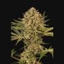 Herz OG Feminized Marijuana Strain by Exotic Seeds For Sale Online at Cannabis Seeds Outlet