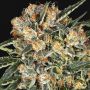 Hippie Therapy CBD Female Exotic Cannabis Seeds