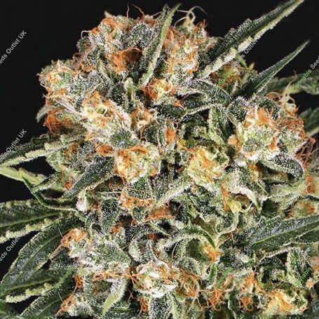 Hippie Therapy CBD Feminized Marijuana Strain by Exotic Seeds For Sale Online at Cannabis Seeds Outlet