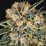 Hippie Therapy CBD Feminized Marijuana Strain by Exotic Seeds For Sale Online at Cannabis Seeds Outlet