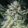 Jelly Bananen Female Exotic Cannabis Seeds