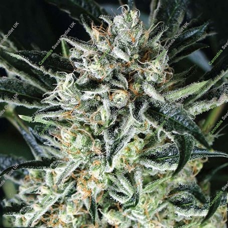 Jelly Bananen Feminized Marijuana Strain by Exotic Seeds For Sale Online at Cannabis Seeds Outlet