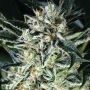 Jelly Bananen Feminized Marijuana Strain by Exotic Seeds For Sale Online at Cannabis Seeds Outlet