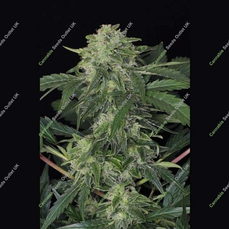 Jungle Fever Auto Feminized Marijuana Strain by Exotic Seeds For Sale Online at Cannabis Seeds Outlet