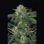 Jungle Fever Auto Feminized Marijuana Strain by Exotic Seeds For Sale Online at Cannabis Seeds Outlet