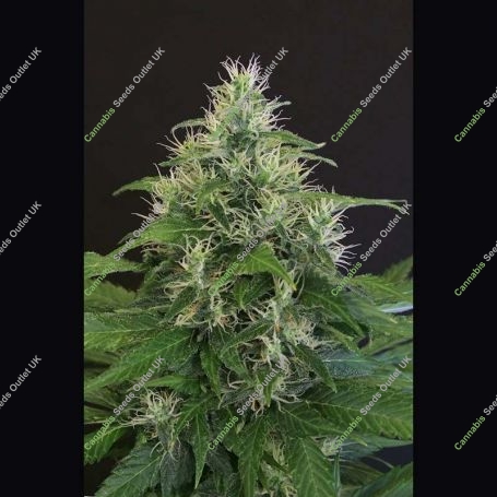 Lemon Candy Feminized Marijuana Strain by Exotic Seeds For Sale Online at Cannabis Seeds Outlet