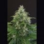 Lemon Candy Feminized Marijuana Strain by Exotic Seeds For Sale Online at Cannabis Seeds Outlet