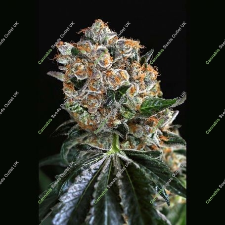 Malasana Cookies Feminized Marijuana Strain by Exotic Seeds For Sale Online at Cannabis Seeds Outlet