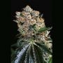 Malasana Cookies Feminized Marijuana Strain by Exotic Seeds For Sale Online at Cannabis Seeds Outlet