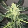 Mango Cream Auto Feminized Marijuana Strain by Exotic Seeds For Sale Online at Cannabis Seeds Outlet