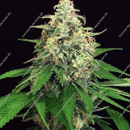 Mango Cream Regular Marijuana Strain by Exotic Seeds For Sale Online at Cannabis Seeds Outlet