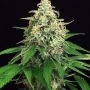 Mango Cream Regular Marijuana Strain by Exotic Seeds For Sale Online at Cannabis Seeds Outlet