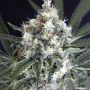 Medxotic Pure CBD Female Exotic Cannabis Seeds