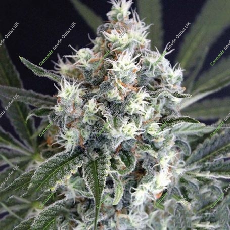 Medxotic Pure CBD Feminized Marijuana Strain by Exotic Seeds For Sale Online at Cannabis Seeds Outlet