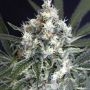 Medxotic Pure CBD Feminized Marijuana Strain by Exotic Seeds For Sale Online at Cannabis Seeds Outlet