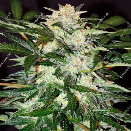 Monster Mash Auto Feminized Marijuana Strain by Exotic Seeds For Sale Online at Cannabis Seeds Outlet