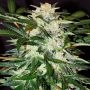Monster Mash Auto Feminized Marijuana Strain by Exotic Seeds For Sale Online at Cannabis Seeds Outlet