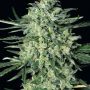 Quick Mass Female Exotic Cannabis Weed Seeds