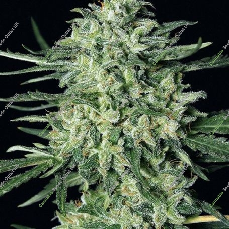Quick Mass Feminized Marijuana Strain by Exotic Seeds For Sale Online at Cannabis Seeds Outlet