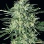 Quick Mass Feminized Marijuana Strain by Exotic Seeds For Sale Online at Cannabis Seeds Outlet
