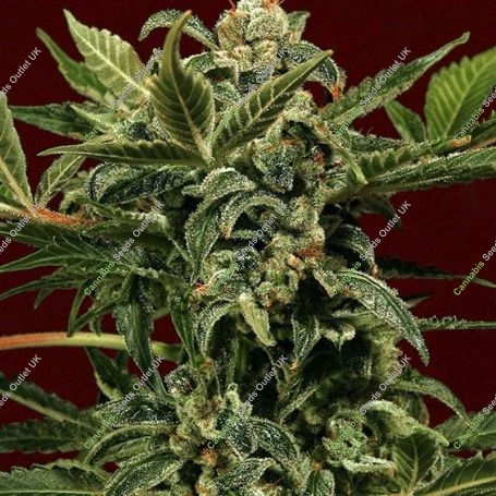 Russian Auto Feminized Marijuana Strain by Exotic Seeds For Sale Online at Cannabis Seeds Outlet