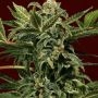 Russian Auto Feminized Marijuana Strain by Exotic Seeds For Sale Online at Cannabis Seeds Outlet