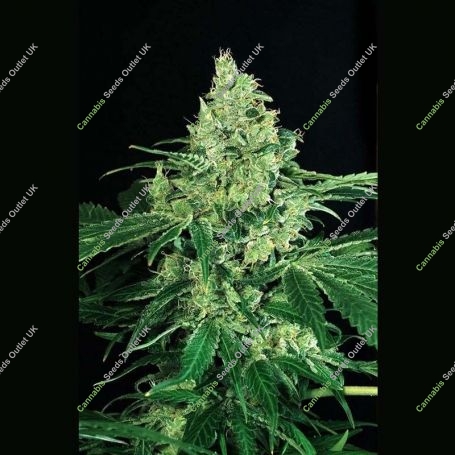 Sir Jack Feminized Marijuana Strain by Exotic Seeds For Sale Online at Cannabis Seeds Outlet