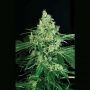 Sir Jack Feminized Marijuana Strain by Exotic Seeds For Sale Online at Cannabis Seeds Outlet