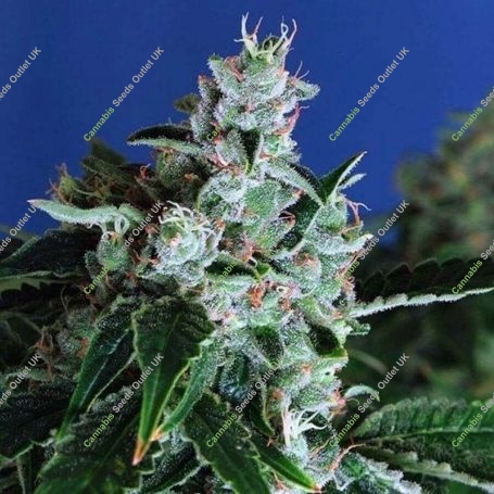 Sir Jack Automatic Feminized Marijuana Strain by Exotic Seeds For Sale Online at Cannabis Seeds Outlet