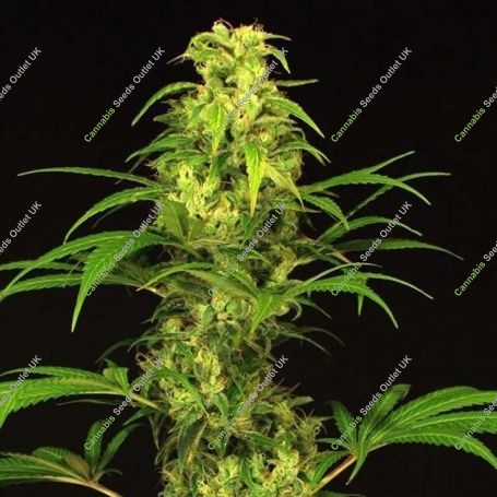 Spicy Bitch Regular Marijuana Strain by Exotic Seeds For Sale Online at Cannabis Seeds Outlet